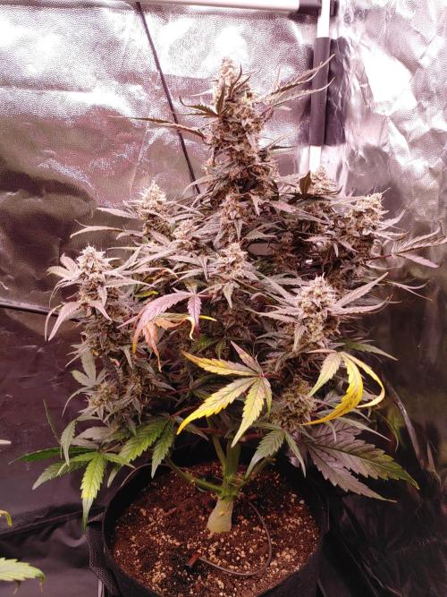 Quick One | Indoor | Grow #4. Week 10 - Plant #1