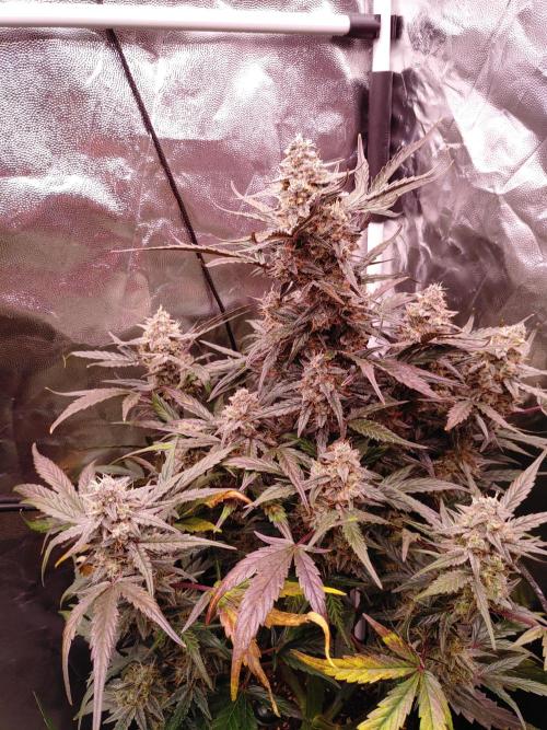 Quick One | Indoor | Grow #4. Week 10 - Plant #1