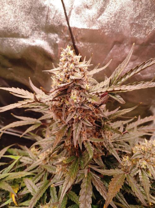 Quick One | Indoor | Grow #4. Week 10 - Plant #1, main cola