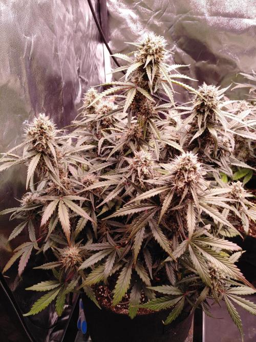 Quick One | Indoor | Grow #4. Week 10 - Plant #2