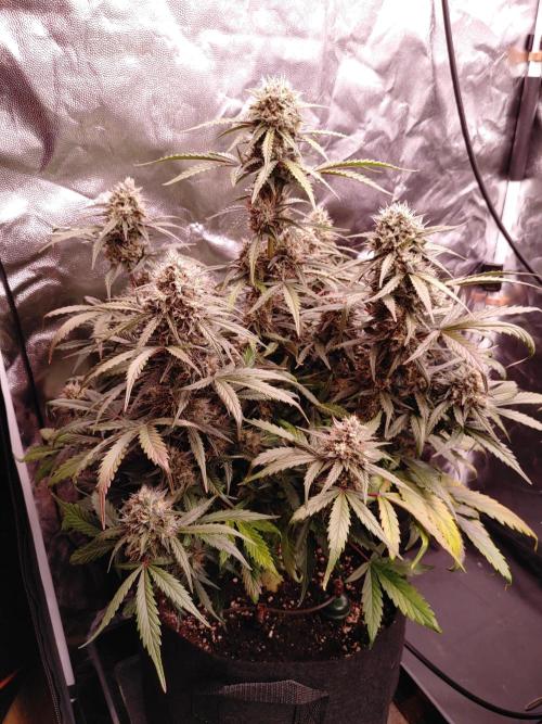 Quick One | Indoor | Grow #4. Week 10 - Plant #2