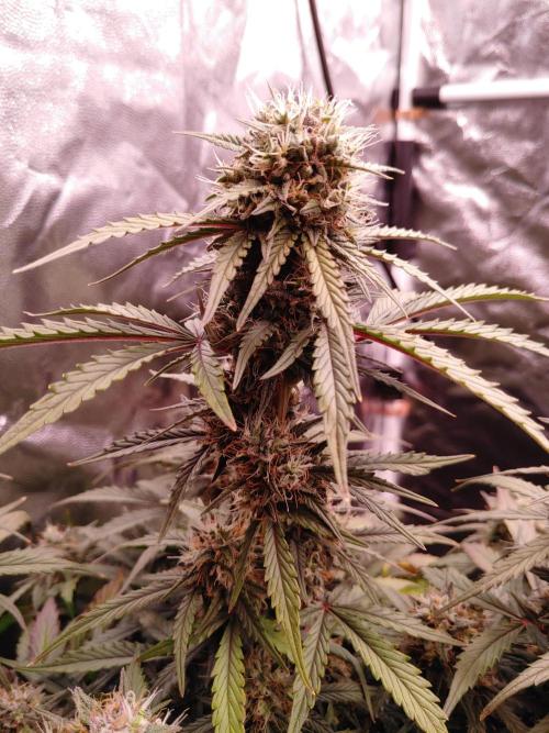 Quick One | Indoor | Grow #4. Week 10 - Plant #2, main cola
