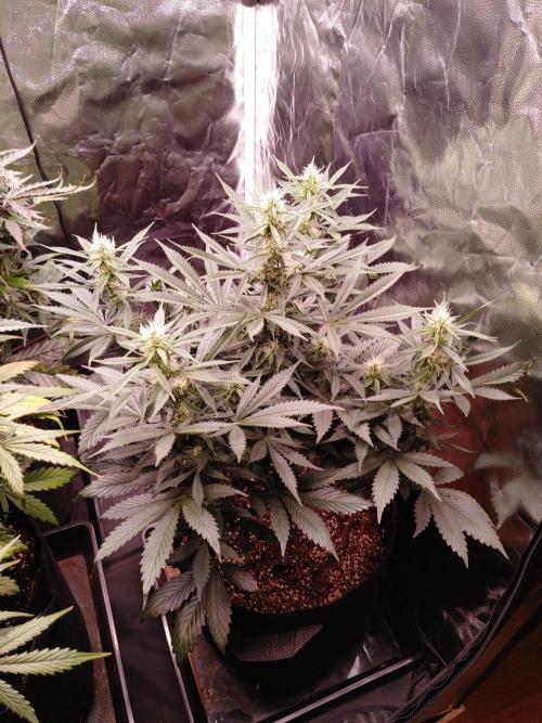 Special Queen #1 | Indoor | Grow #4. Week 8 - Plant #2