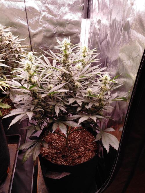 Special Queen #1 | Indoor | Grow #4. Week 8 - Plant #2