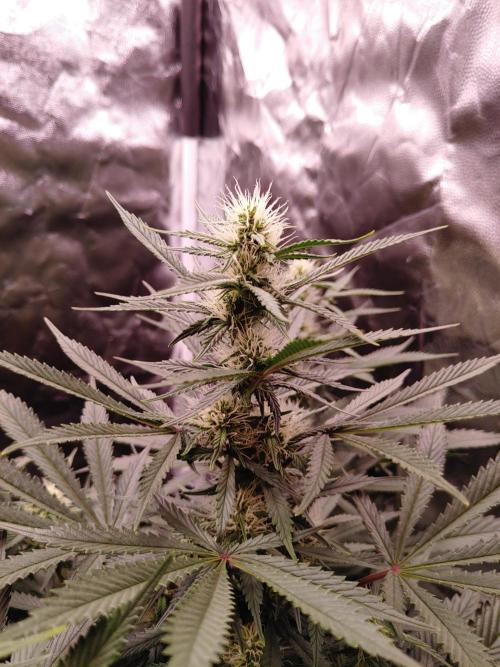 Special Queen #1 | Indoor | Grow #4. Week 8 - Plant #2, main cola