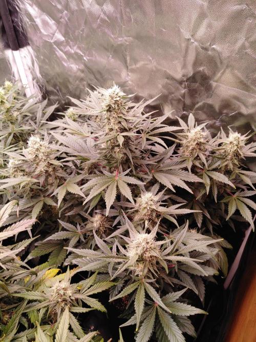 Special Queen #1 | Indoor | Grow #4. Week 8 - Plant #1
