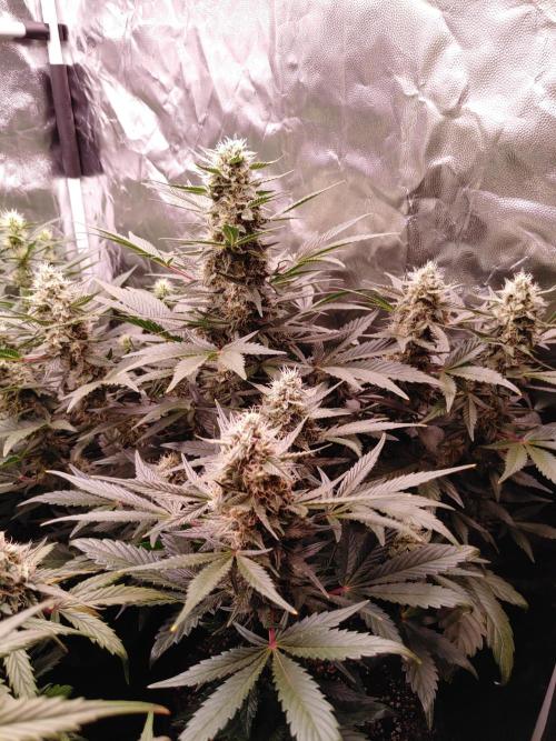 Special Queen #1 | Indoor | Grow #4. Week 8 - Plant #1