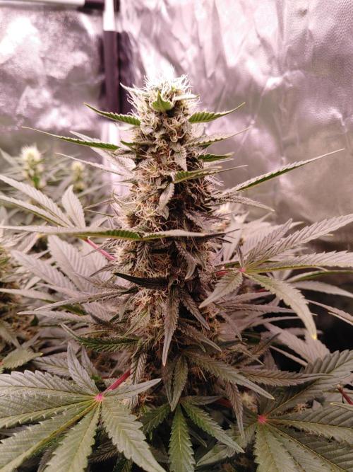 Special Queen #1 | Indoor | Grow #4. Week 8 - Plant #1, main cola