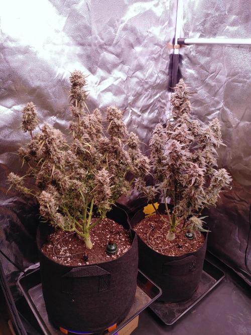 Quick One | Indoor | Grow #4. Week 11