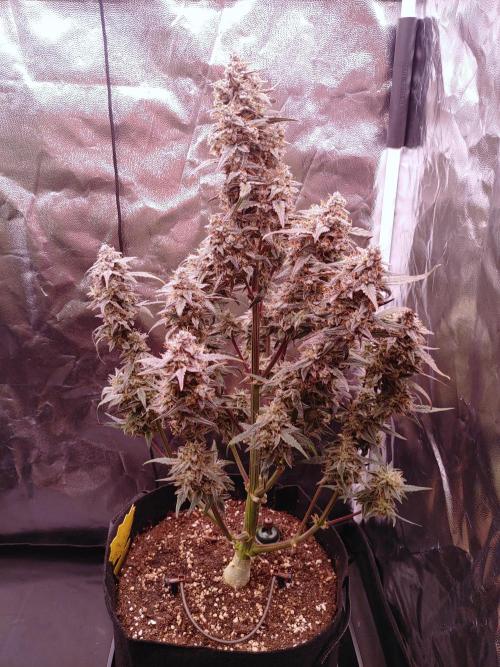 Quick One | Indoor | Grow #4. Week 11 - Plant #1