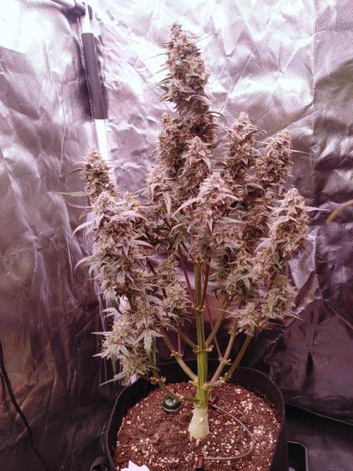 Quick One | Indoor | Grow #4. Week 11 - Plant #1