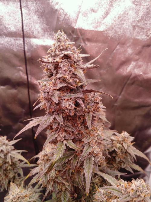 Quick One | Indoor | Grow #4. Week 11 - Plant #1, main cola