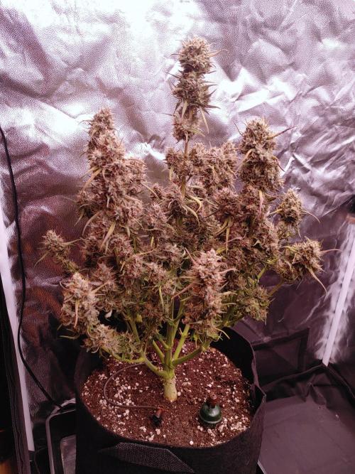 Quick One | Indoor | Grow #4. Week 11 - Plant #2