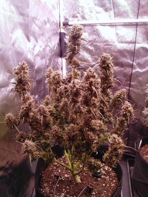 Quick One | Indoor | Grow #4. Week 11 - Plant #2