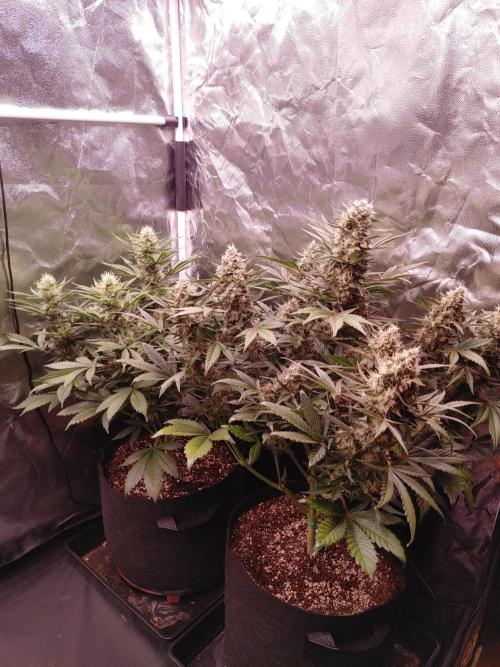 Special Queen #1 | Indoor | Grow #4. Week 9