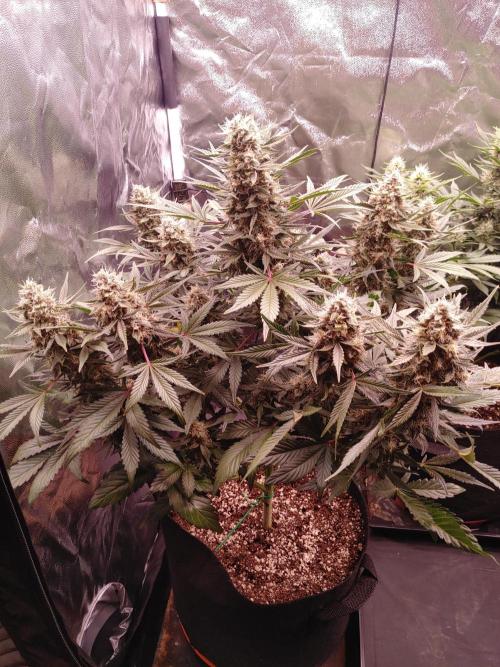 Special Queen #1 | Indoor | Grow #4. Week 9 - Plant #1