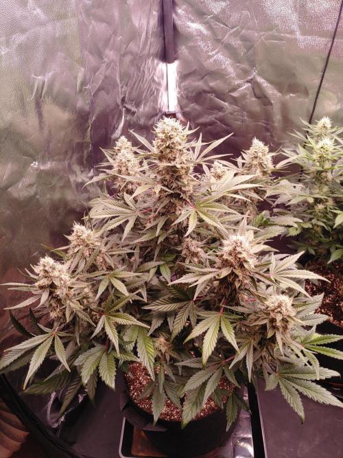 Special Queen #1 | Indoor | Grow #4. Week 9 - Plant #1