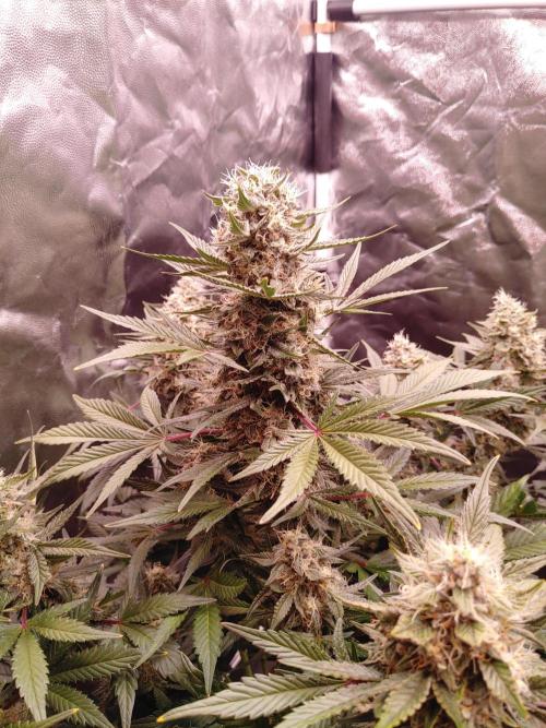Special Queen #1 | Indoor | Grow #4. Week 9 - Plant #1, main cola