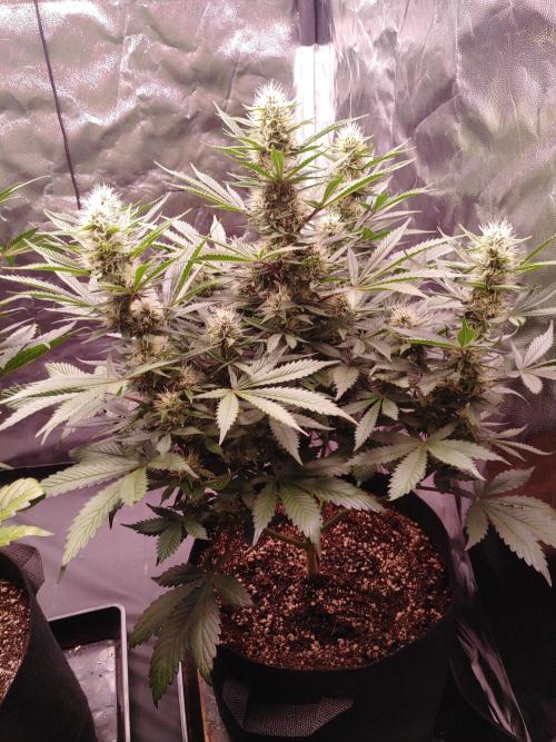 Special Queen #1 | Indoor | Grow #4. Week 9 - Plant #2