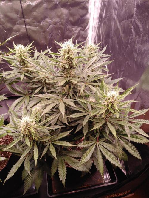 Special Queen #1 | Indoor | Grow #4. Week 9 - Plant #2