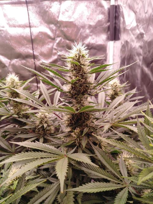 Special Queen #1 | Indoor | Grow #4. Week 9 - Plant #2, main cola