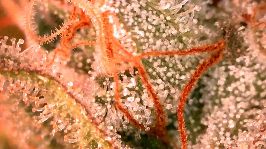 Special Queen #1 | Indoor | Grow #4. Week 10 - Plant #1