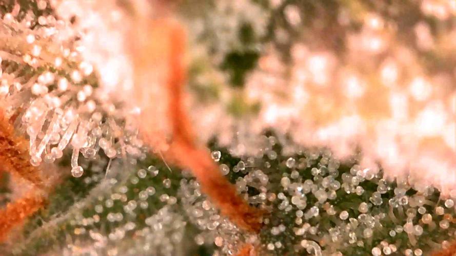 Special Queen #1 | Indoor | Grow #4. Week 10 - Plant #1
