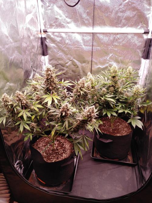 Special Queen #1 | Indoor | Grow #4. Week 10
