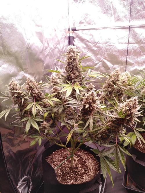 Special Queen #1 | Indoor | Grow #4. Week 10 - Plant #1