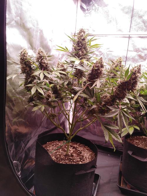 Special Queen #1 | Indoor | Grow #4. Week 10 - Plant #1