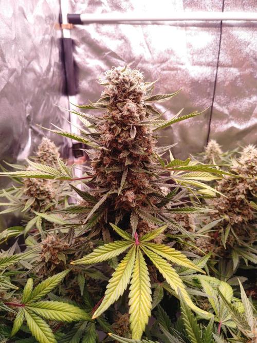 Special Queen #1 | Indoor | Grow #4. Week 10 - Plant #1, main cola