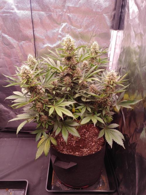 Special Queen #1 | Indoor | Grow #4. Week 10 - Plant #2