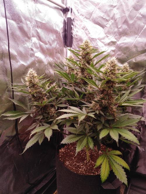 Special Queen #1 | Indoor | Grow #4. Week 10 - Plant #2