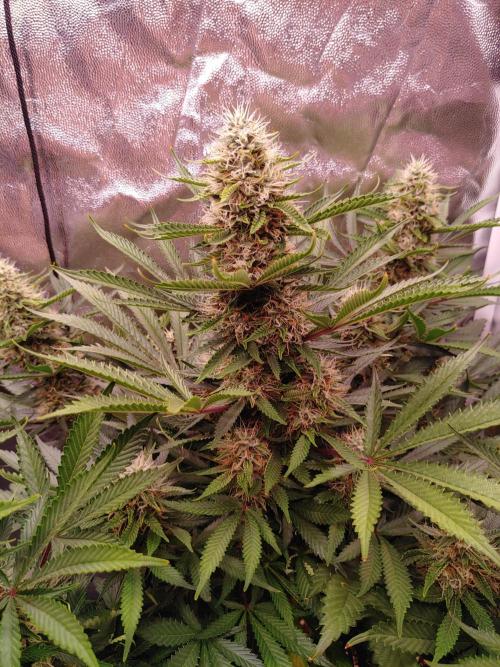 Special Queen #1 | Indoor | Grow #4. Week 10 - Plant #2, main cola