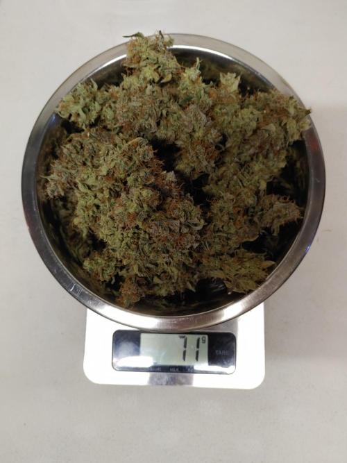 Quick One | Indoor | Grow #4. Week 11 - Plant #1