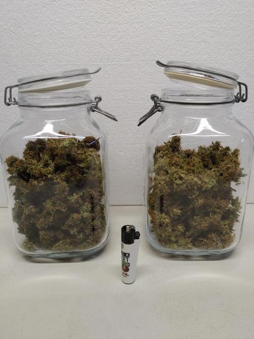 Quick One | Indoor | Grow #4. Week 11