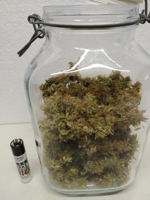 Quick One | Indoor | Grow #4. Week 11 - Plant #1