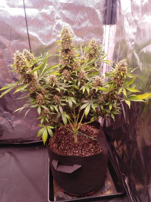 Special Queen #1 | Indoor | Grow #4. Week 11 - Plant #2