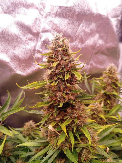 Special Queen Auto 1. Week 11