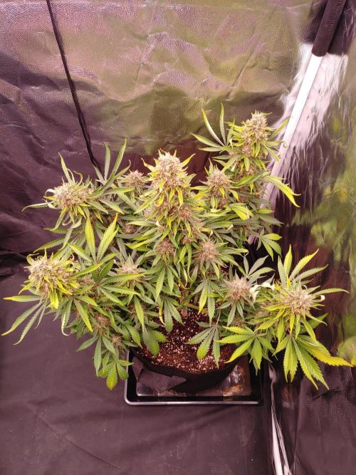Special Queen #1 | Indoor | Grow #4. Week 11 - Plant #2