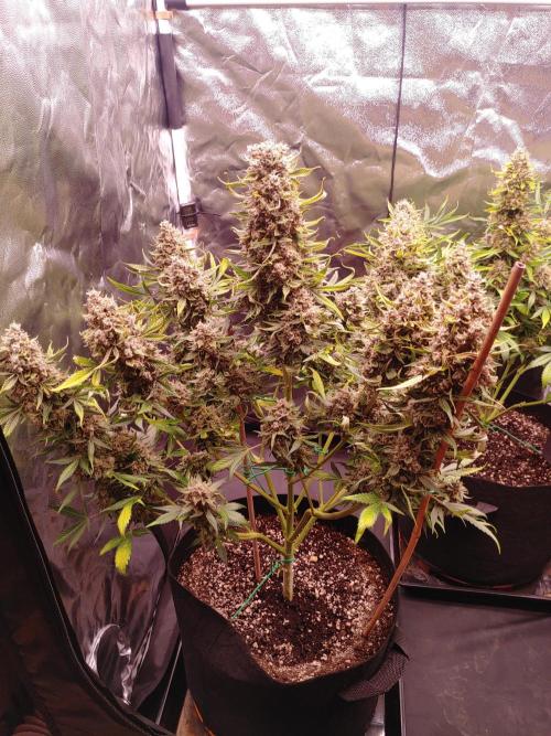 Special Queen #1 | Indoor | Grow #4. Week 11 - Plant #1