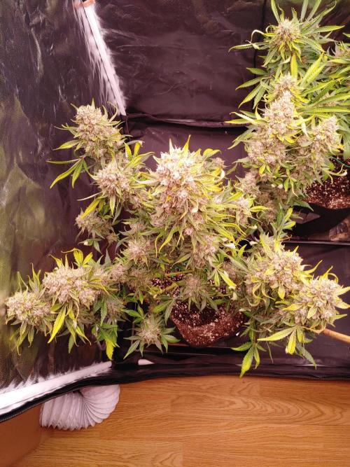 Special Queen #1 | Indoor | Grow #4. Week 11 - Plant #1