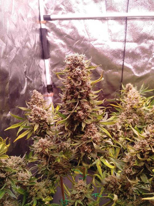 Special Queen #1 | Indoor | Grow #4. Week 11 - Plant #1, main cola