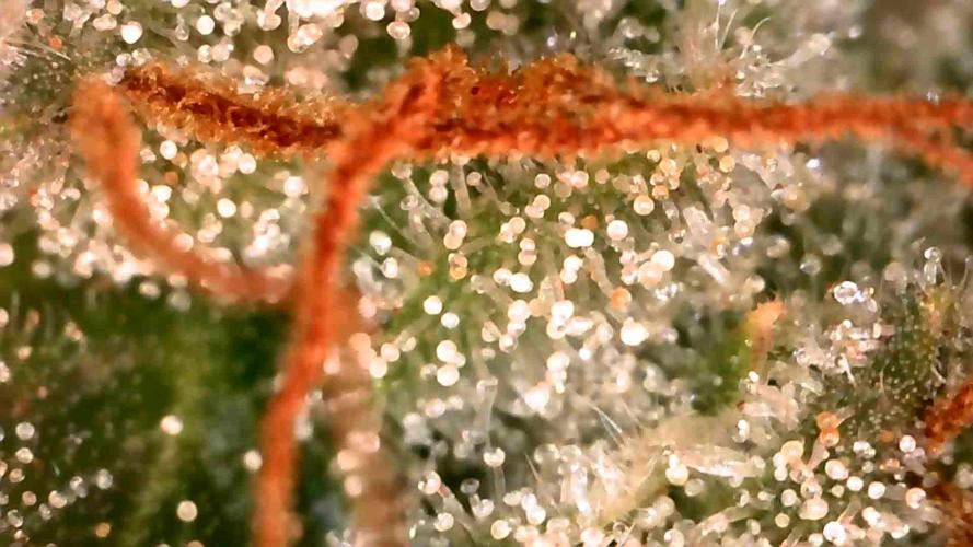 Special Queen #1 | Indoor | Grow #4. Week 11 - Plant #1