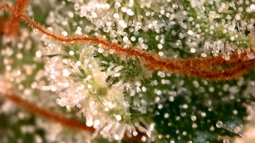 Special Queen #1 | Indoor | Grow #4. Week 11 - Plant #1