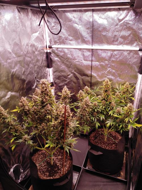 Special Queen #1 | Indoor | Grow #4. Week 11