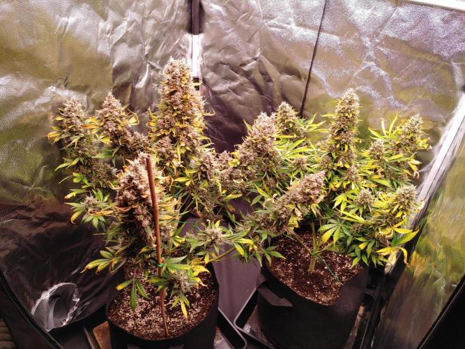 Special Queen #1 | Indoor | Grow #4. Week 12 - Before trimming