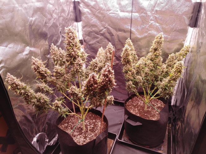 Special Queen #1 | Indoor | Grow #4. Week 12 - After trimming