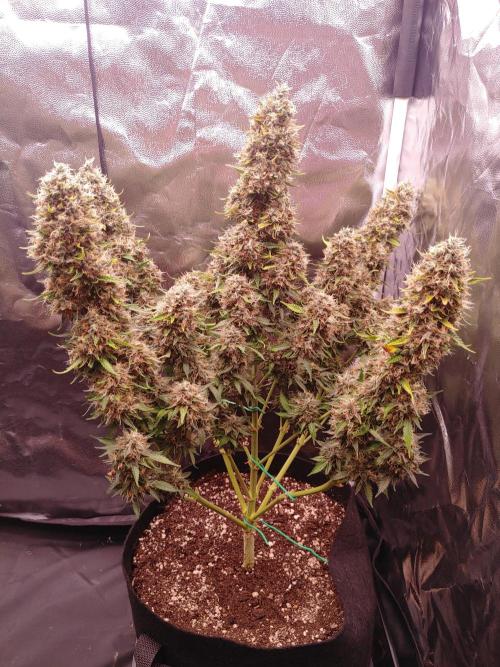 Special Queen #1 | Indoor | Grow #4. Week 12 - Plant #2