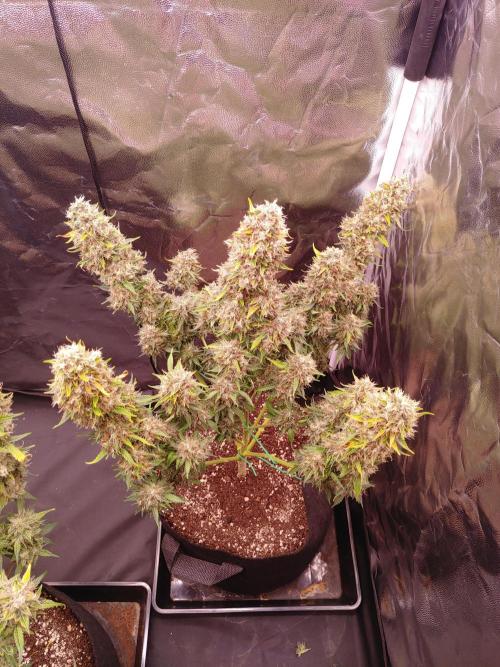 Special Queen #1 | Indoor | Grow #4. Week 12 - Plant #2